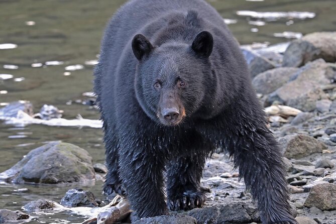 Guided Tour of Ketchikan's Top Attractions - Tips for a Great Tour