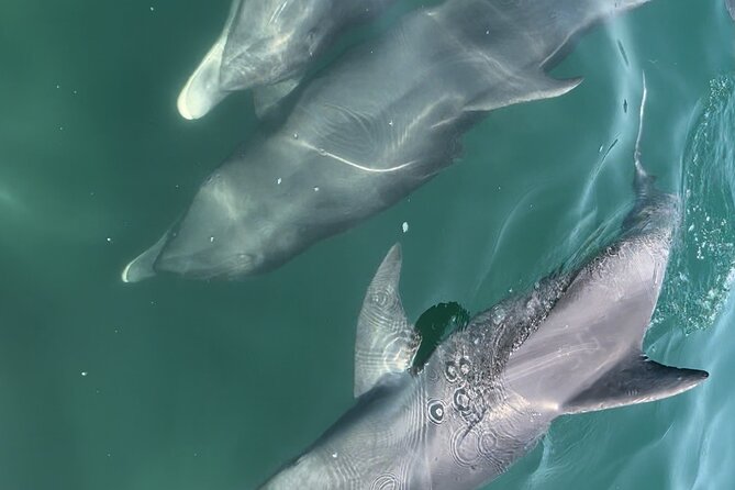 Half Day Eco and Dolphin Boat Tour Review - Accessibility and Who Can Join