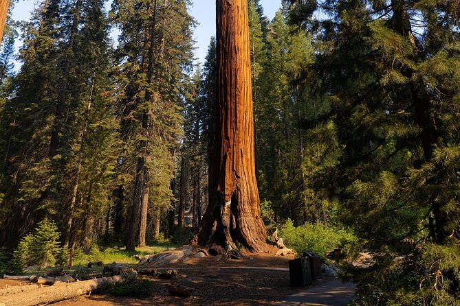 Heart of the Giant Forest Hike Review - Tips for Future Participants