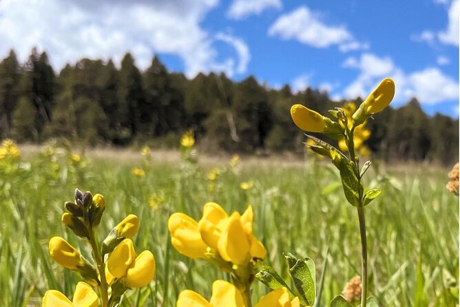 Hike & Paint Adventure in Colorado Rockies - Exploring the Wilderness With a Skilled Guide