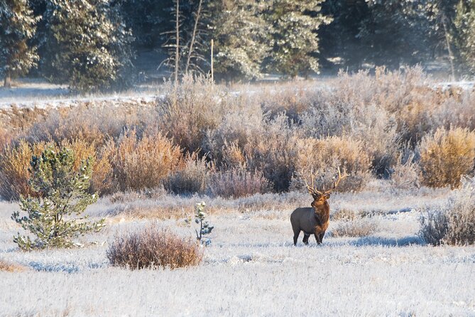 Island Park, Idaho Waterfalls and Wildlife Review - Recommendations for Future Visitors