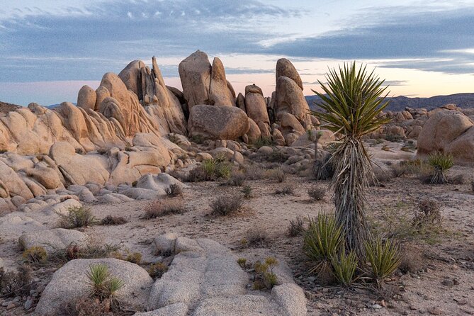 Joshua Trees Hidden Valley Tour Review - Exploring the Comprehensive Route