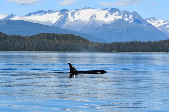 Juneau Lighthouse Tours - Whale Watching & Lighthouse Combo - What to Expect