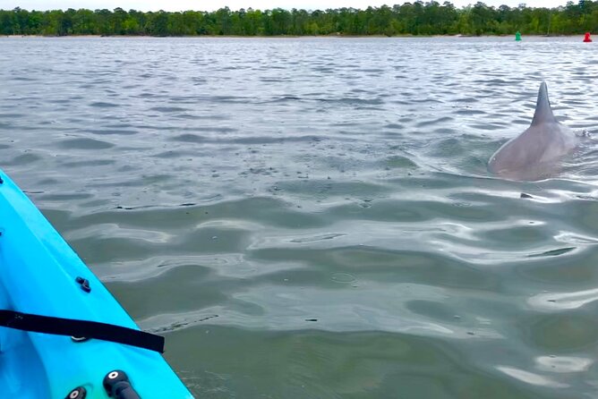 Kayak Dolphin Experience in Virginia Beach Must Know How to Swim - Pricing and Lowest Price Guarantee