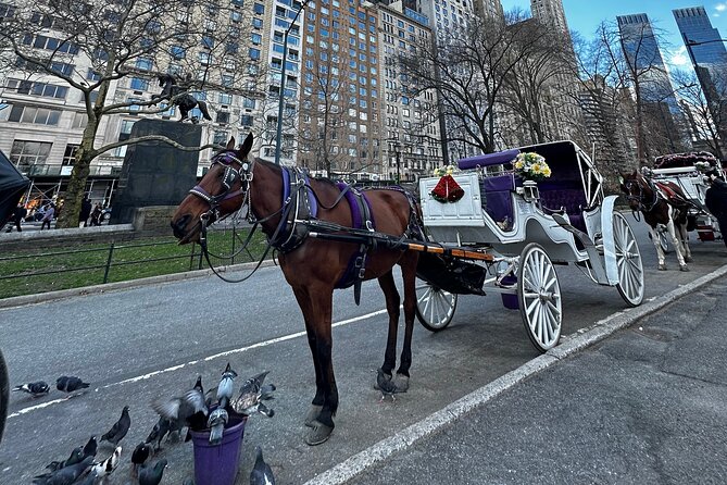 Luxury Horse and Carriage Tours Review - Group Size and Accessibility Options