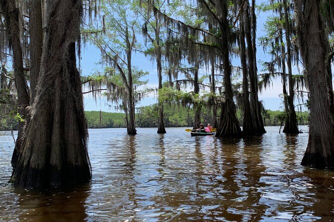Mystical Private Kayak and Canoe Tours on Caddo Lake - Stunning Scenery and Wildlife