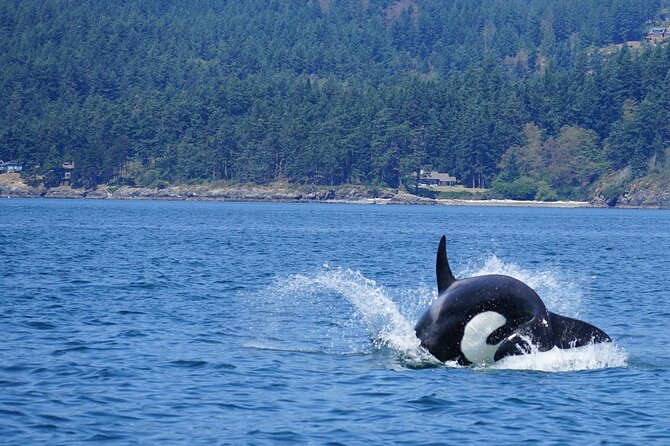 Orca Whale Tour Near Seattle Review - Tips for a Great Whale Watching Experience