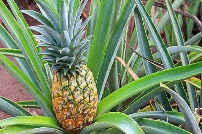 Pearl Harbor + Dole Plantation + Polynesian Center From Kauai - Departure Details