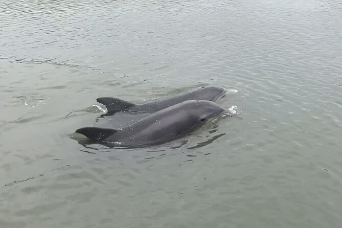 Private 2 Hour Morris Island Cruise Review - Wildlife and Scenery Highlights