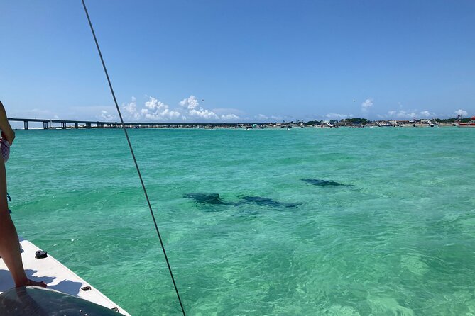 Private Catamaran: Snorkel, Swim and Dolphin Watching - What to Expect