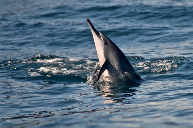 Private Niihau Scuba Charter With 2 or 3 Tank Dive Option - Dive Site and Experience