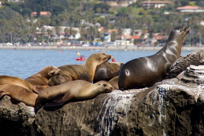 Private San Diego Seaside Tour From Orange County - Service Policies and Responsibilities