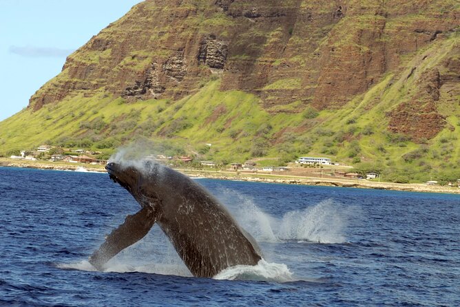Private Sunset Snorkel and Dinner Cruise in Oahu Charter - Frequently Asked Questions