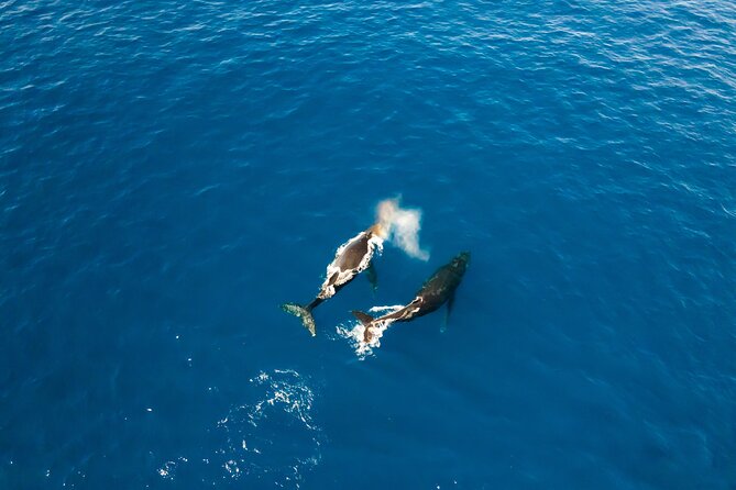 Private Whale Watching Tour of Oahu - Whale Watching Experience