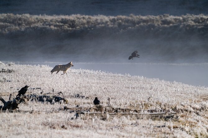 Private Wildlife Photography Tour Review - Accessibility and Health Considerations