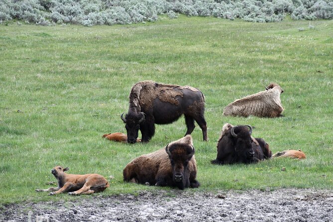 Private Yellowstone Park Van Tours From Bozeman - Exploring Yellowstones Natural Wonders