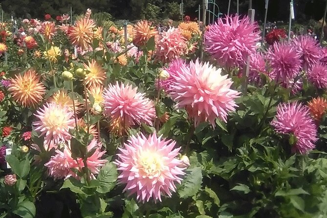 Public Weekend Walking Tour: Highlights of Golden Gate Park - Frequently Asked Questions