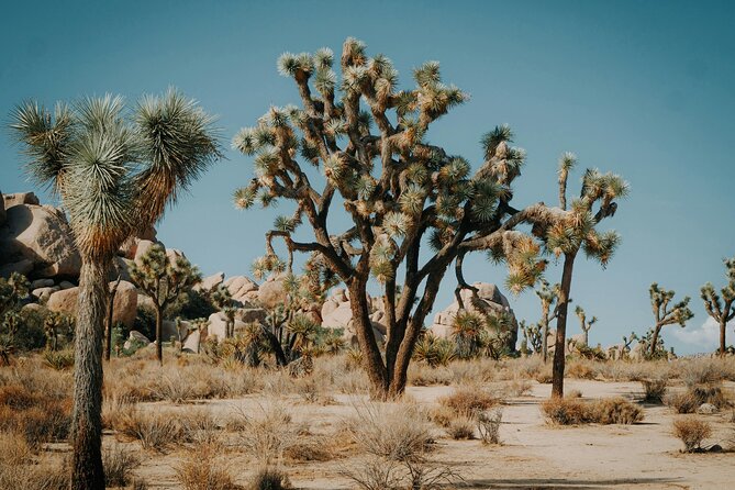 Red Rock Canyon & Calico Basin Self Guided Audio Tour - Transportation and Museum Fees