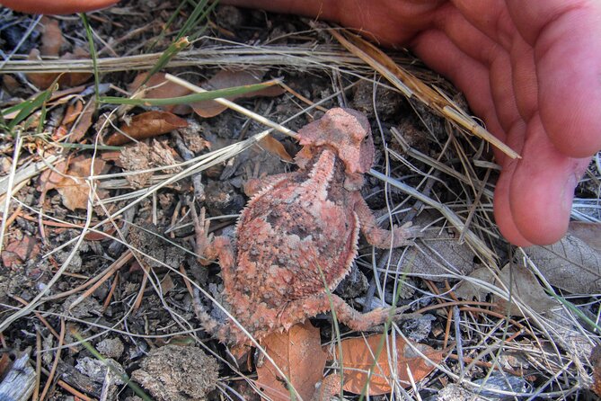 Reptile Hunting in The Sonoran Desert Review - Guide Expertise and Interaction
