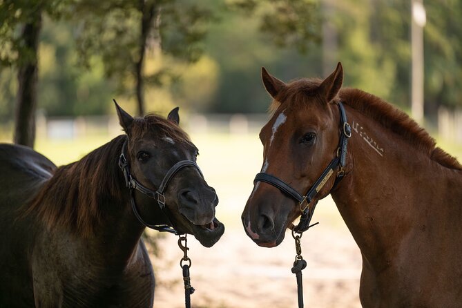 Shaded Trails Horse Ride - Booking Information