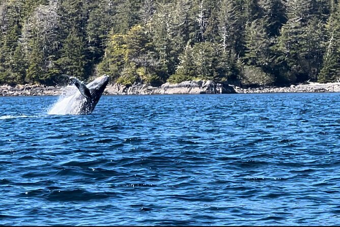 Sitka'S Private Wildlife Whale Adventure for 6 W/Transportation - Refund Policy and Conditions