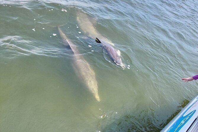 Swimming in a Dolphin and Manatee Lagoon Boat Tour - Meeting Point and Pickup Details