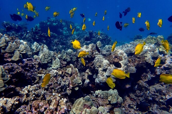 Turtle Town Beach Snorkel - Additional Information