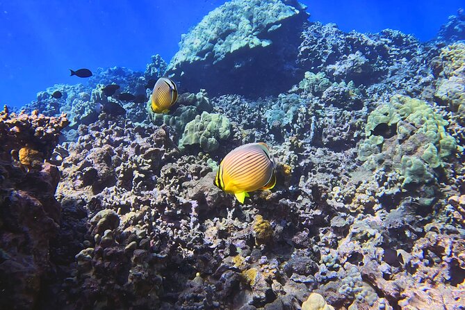 Unlimited Guided Snorkeling Tour Review - Snack Options and Additional Amenities