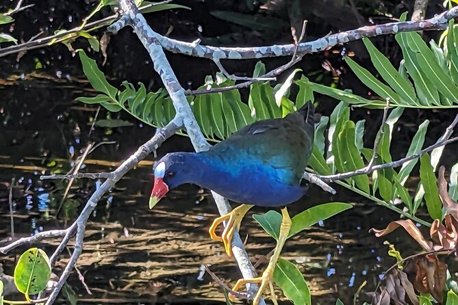 Visit the Everglades in French With Transfer and 1 Hour 30 Minute Airboat Ride - Frequently Asked Questions