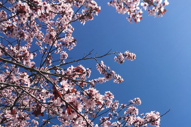 Washington D.C. Cherry Blossom Day Tour Review - Tour Challenges and Guest Feedback