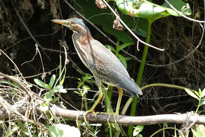 Wekiva River Kayak Tour Review - Guide Expertise and Safety Measures