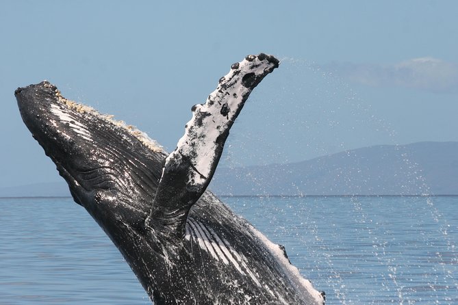 Whale Watch Cruise Aboard Malolo Review - Guest Reviews and Feedback