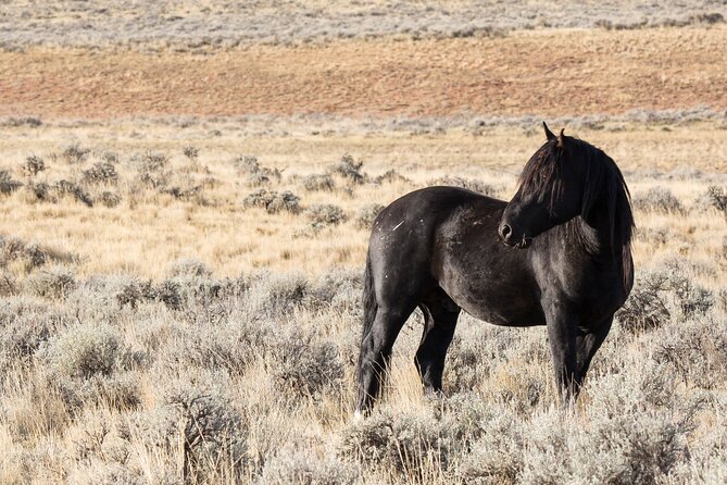 Wild Mustang Half Day Tour - Cody Wyoming - Private - Exploring the Wild Mustangs