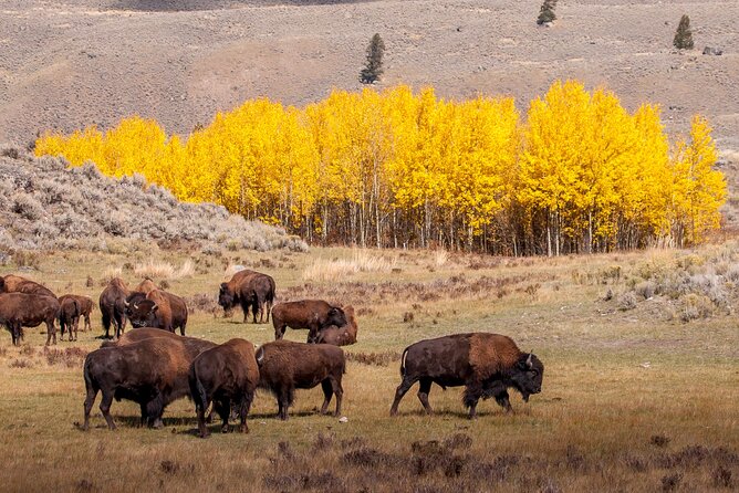 Yellowstone & Grand Teton Tour Review - Logistics: Arrival and Departure Information