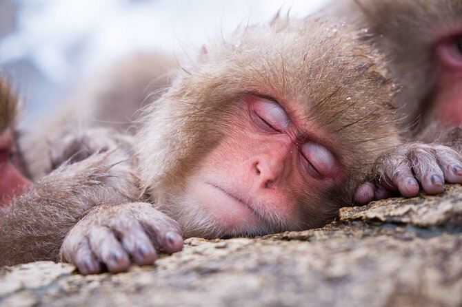 1-Day Winter Tour From Nozawa Onsen: Snow Monkeys, Zenko-ji Temple & Sake - Tour Overview and Details