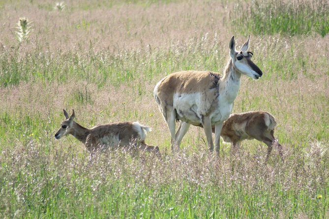 2-Day Private Tour of Yellowstone National Park Lower & Upper Loops - Highlights of the Lower Loop