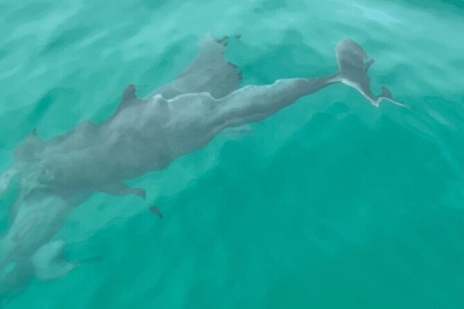 2 Hour Shell Island Jet Ski Dolphin Tour - Accessibility and Additional Information