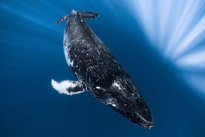 2Hour Whale Watching and Boat Cruise in Haleiwa Oahu Hawaii - Tips for an Enjoyable Experience