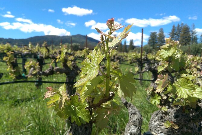 6-Hour Wine Country Tour From San Francisco - Itinerary Suggestions
