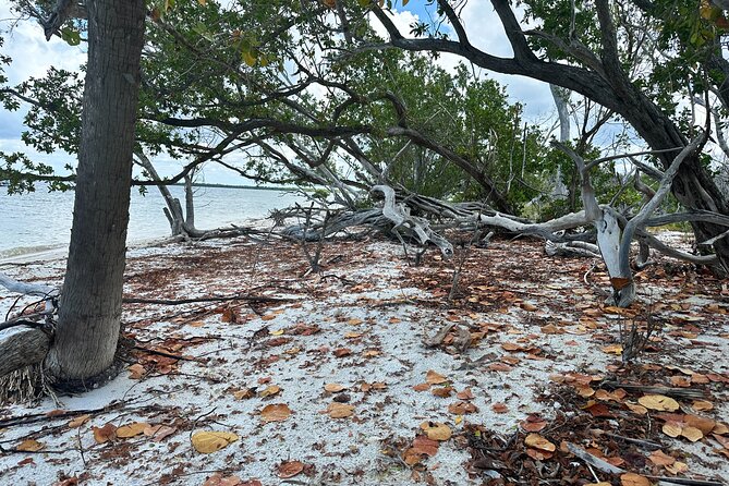 Beach and Shelling Excursion - Public - Additional Information and Considerations