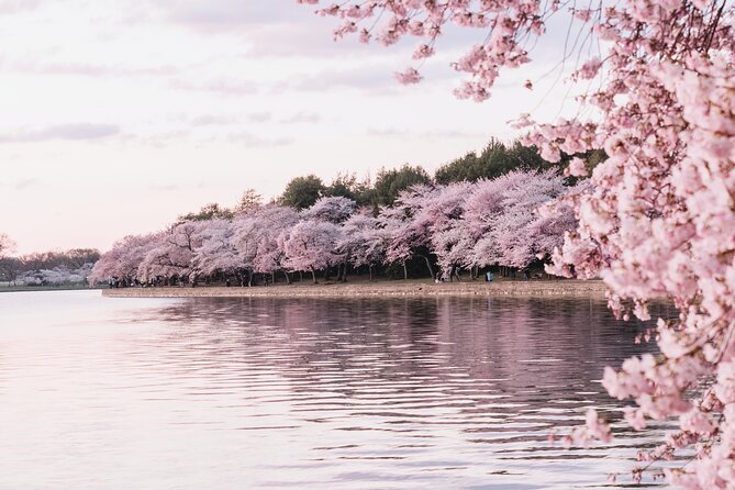 Cherry Blossom Private Bus Tour of Washington DC - Why Choose a Private Tour?