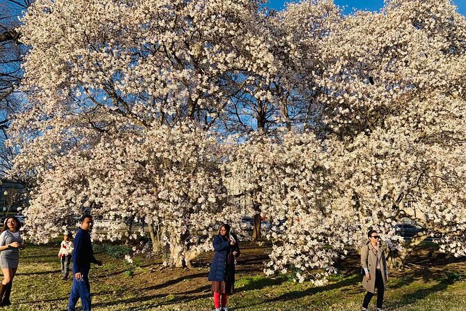 Chicago to Washington D.C. Cherry Blossom 3-Day Tour - Experience the Cherry Blossoms