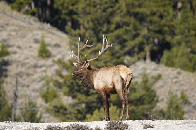 Full Day Private Guided Tour in Yellowstone National Park - What to Expect on the Tour