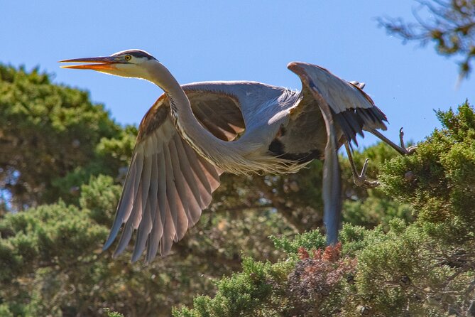 Golden Gate Park Wildlife Walking Tour - Frequently Asked Questions
