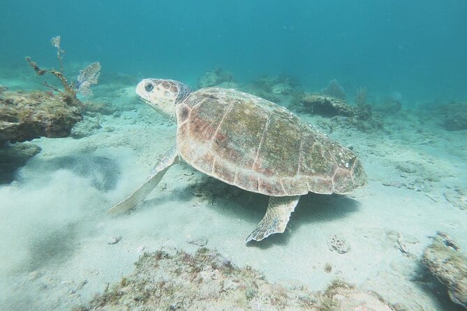 Guided Reef Snorkeling Tour Review in Pompano Beach - How to Book and Cancel Your Tour