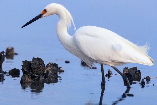 Morning Beaufort River Tour Review - Final Thoughts and Recommendations