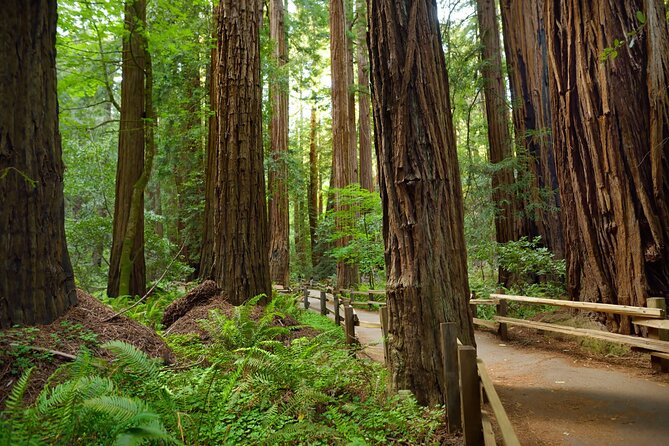 Muir Woods Self-Guided Driving and Walking Audio Tour - Discover Unique Stories and History