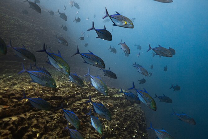 Private Ni'ihau Scenic Snorkel - Snorkeling the Pristine Waters