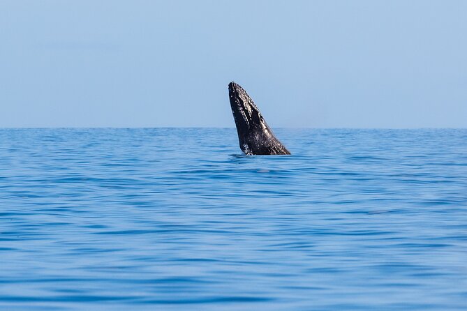Private Whale Watching Tour of Oahu - Preparing for the Tour