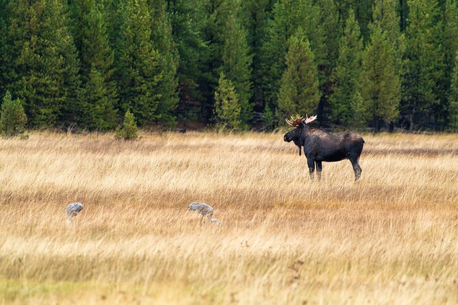 Private Wildlife Photography Tour Review - Pros and Cons of the Tour Based on Personal Experience